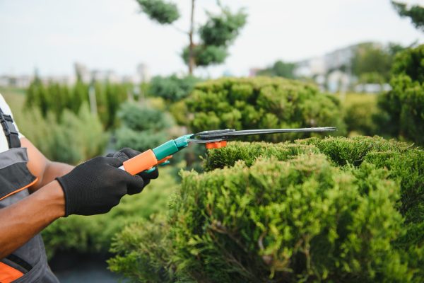 A young african american gardener cuts a tree with scissors. Gardening and tree shop concept.